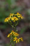 Golden groundsel